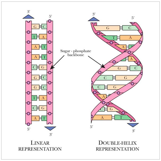son cadenas de adn el adn los genes y el c 243 digo gen 233 tico chilebio son cadenas de adn el adn los genes y el c 243 digo gen 233 tico chilebio