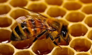 cultivos-transgenicos-Bt-no-dañan-a-las-abejas