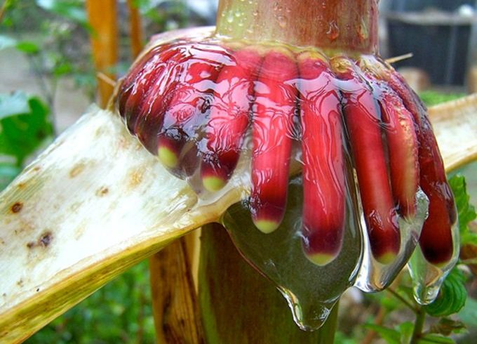 Descubren maíz que produce su propio nitrógeno, reduciendo el uso de fertilizantes Descubren maíz que produce su propio nitrógeno, reduciendo el uso de fertilizantes