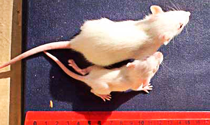 Мышь рост