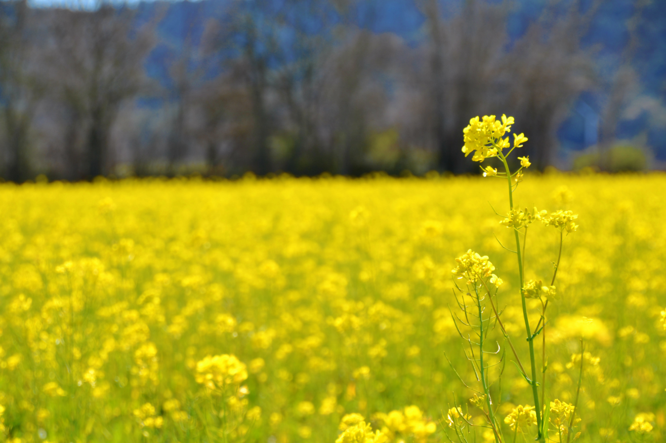 Campo