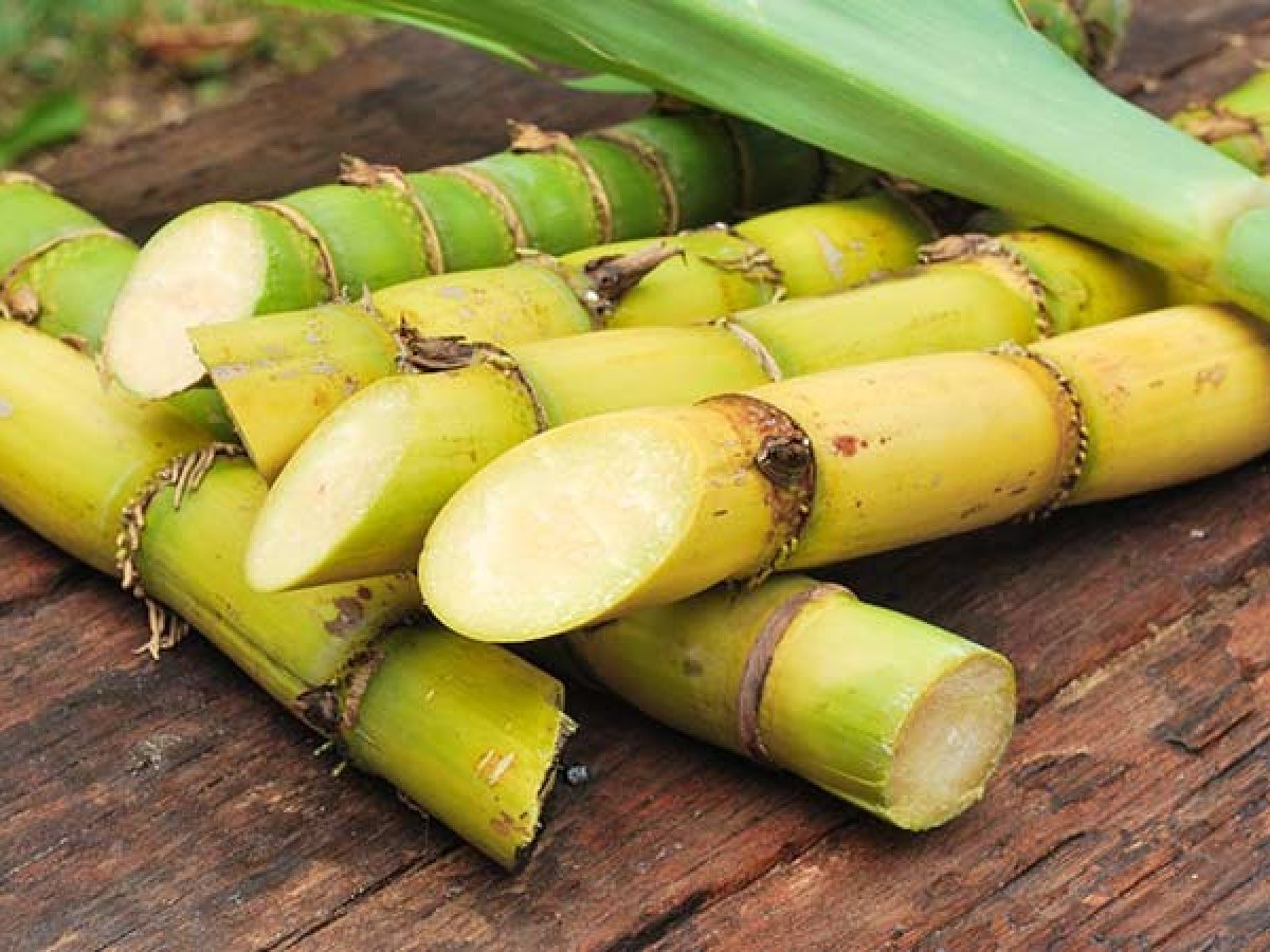 Identifican genes útiles para desarrollar caña de azúcar más dulce ...