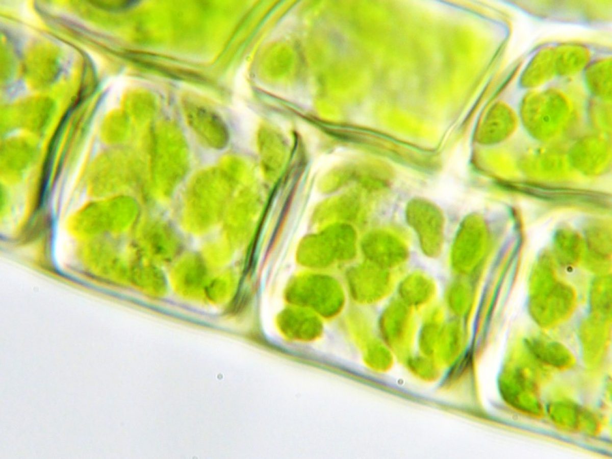 Origen del cloroplasto: Cómo un antiguo eucariota se tragó una cianobacteria fotozintetizadora - ChileBIO