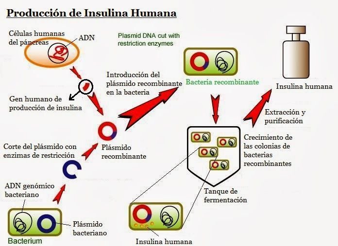 La insulina adelgaza