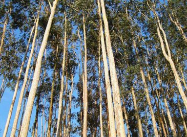 Bosque