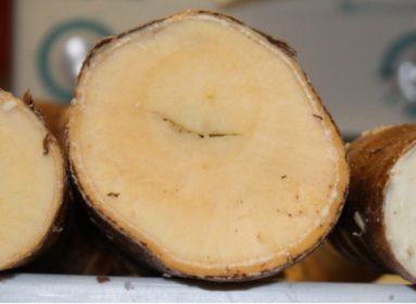 Yuca