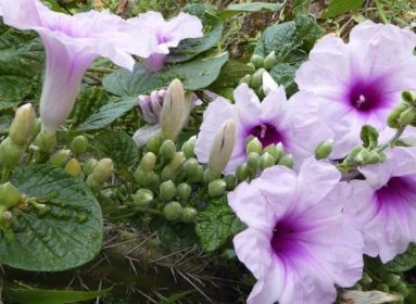 Plantas