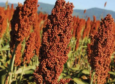 Biocombustibles