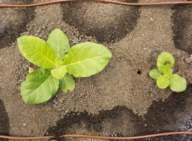 Plantas