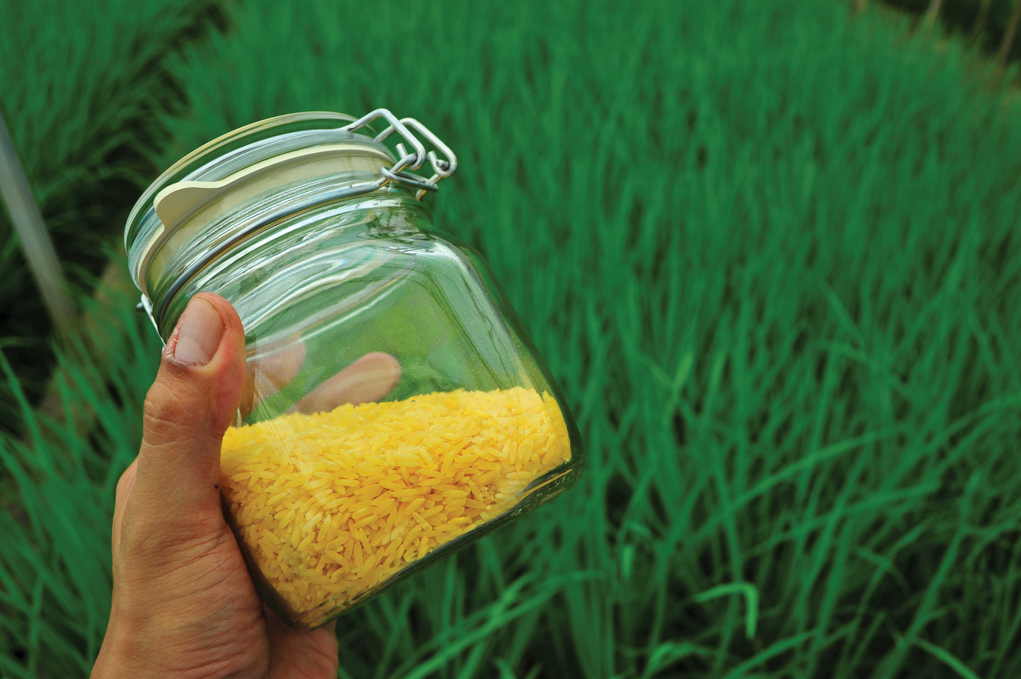 arroz dorado en bangladesh