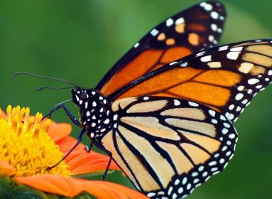 Mariposas