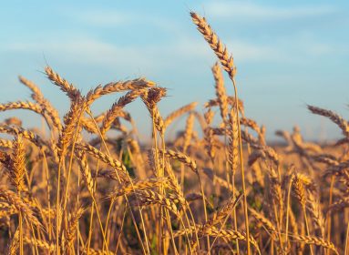 Gluten