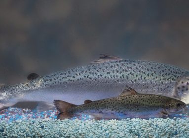 Salmón