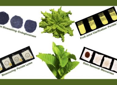 Plantas