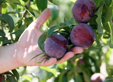 Frutales
