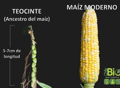 Maíz