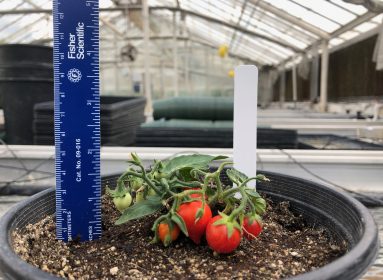 Tomate