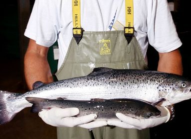 Salmón
