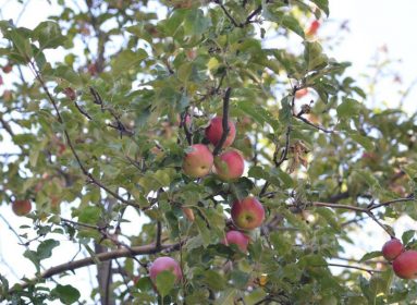Manzana