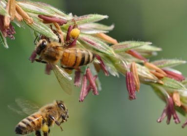 Abejas y transgénicos