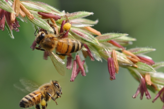 Abejas y transgénicos