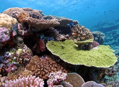 Coral
