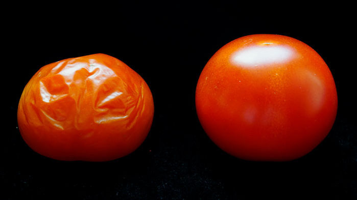 tomate editado genéticamente