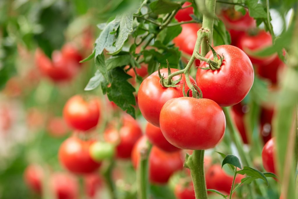 tomate genéticamente modificado