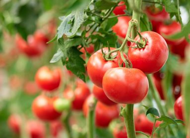 tomate genéticamente modificado
