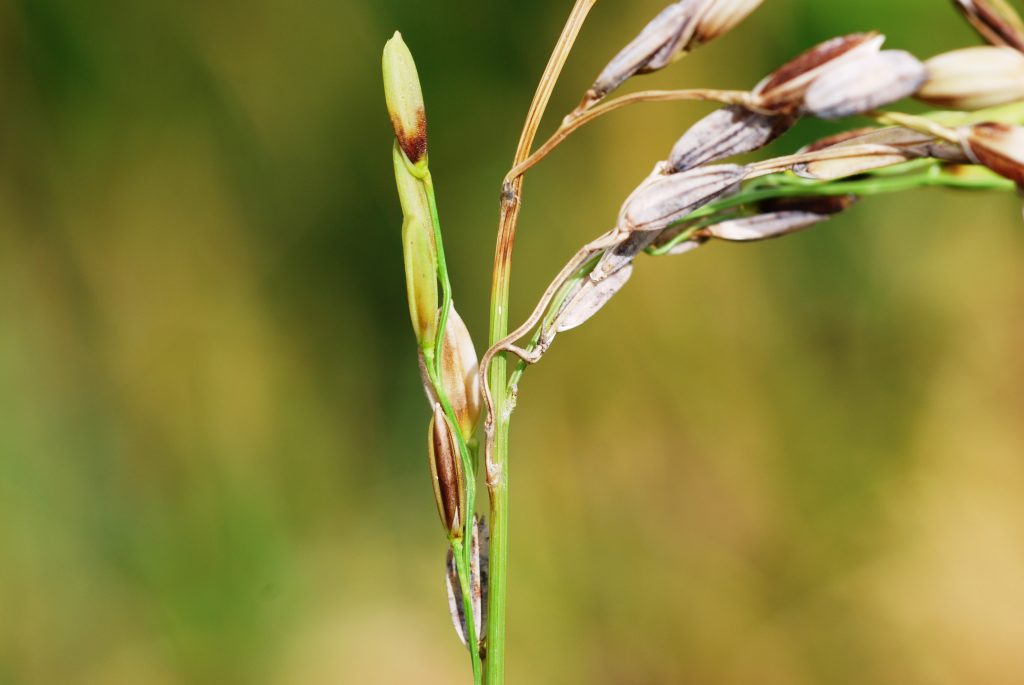 tizón del arroz