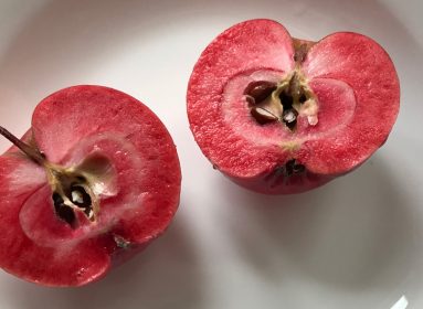 manzana transgénica