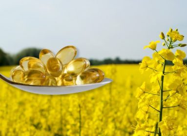 canola transgénica omega 3