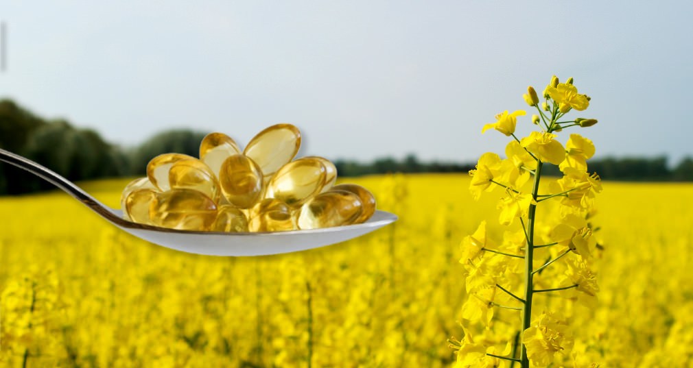 canola transgénica omega 3