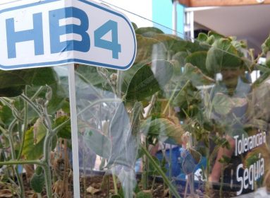 soya transgénica Argentina