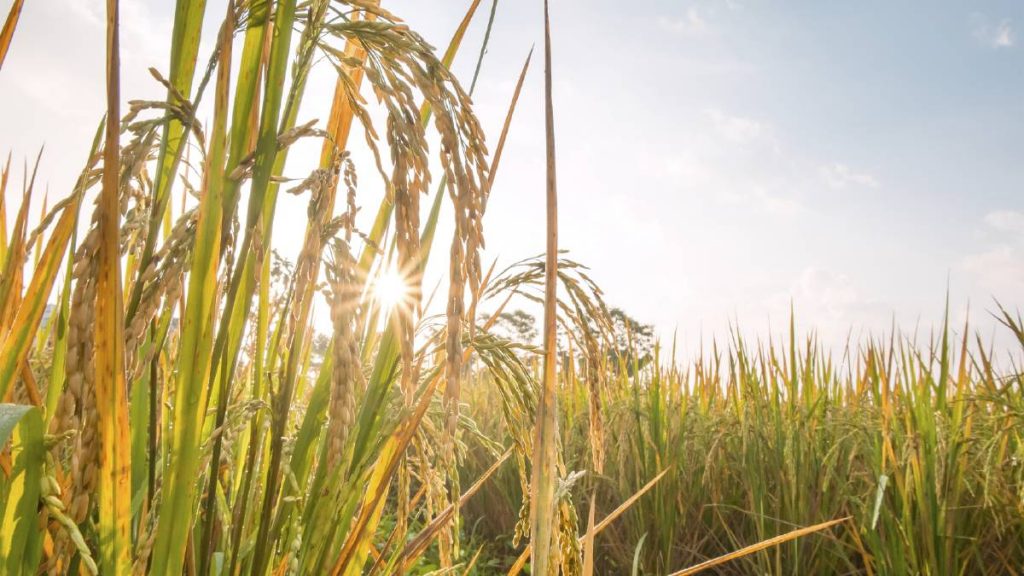 estrés ambiental cultivos