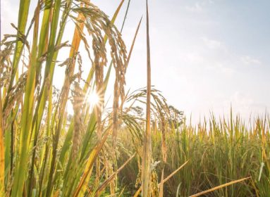 estrés ambiental cultivos