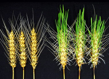 trigo editado con CRISPR