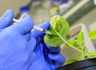 vacuna para plantas