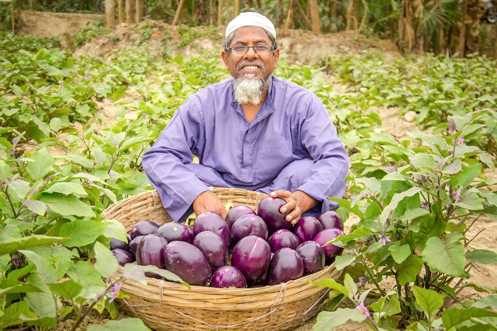 agricultore de berenjena transgénica