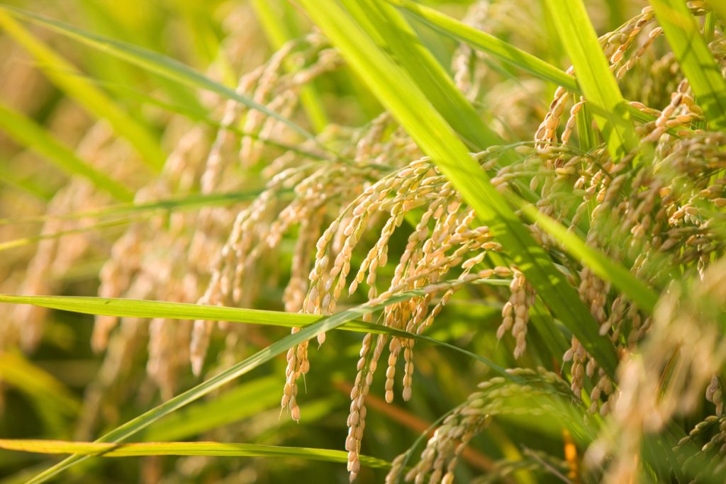 arroz transgénico corea del sur