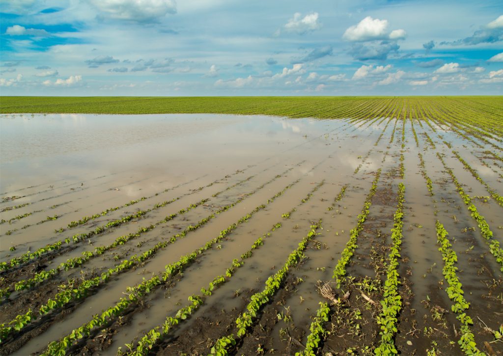 campo inundado