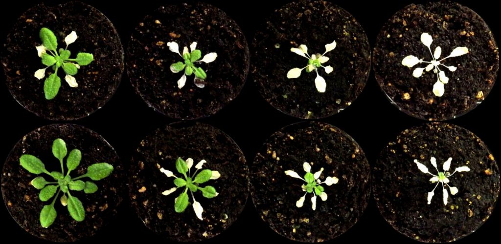 Arabidopsis thaliana inundación