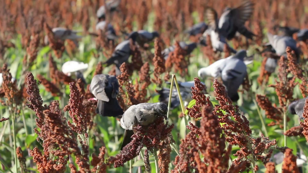 daños de pájaros en cultivos