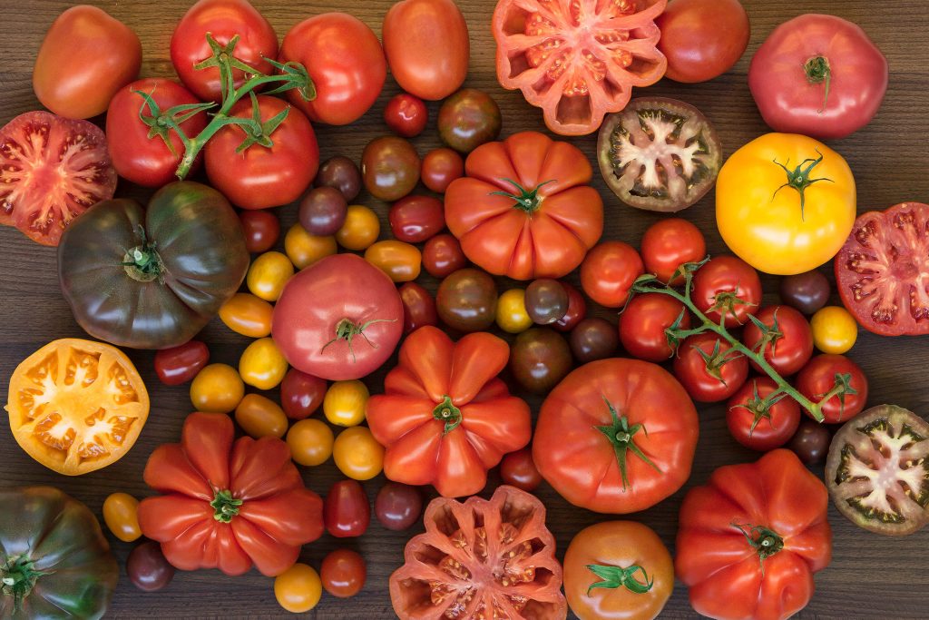 tomate resistente a sequía