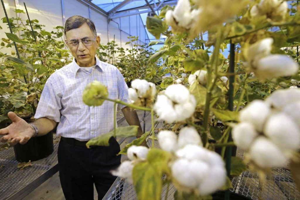 algodón genéticamente modificado comestible