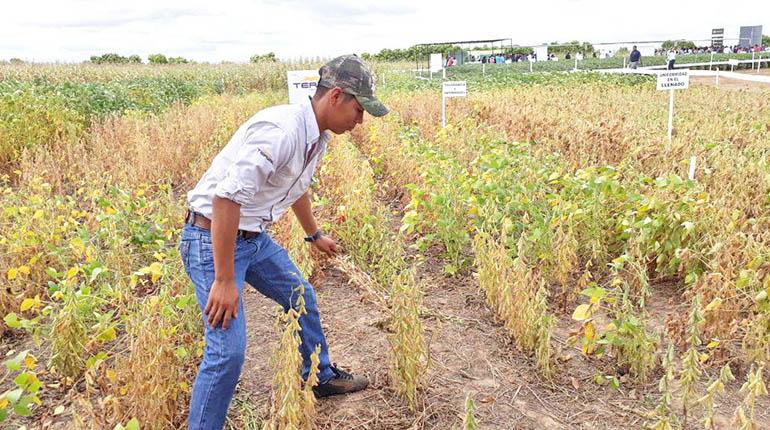 soya transgénica en Bolivia