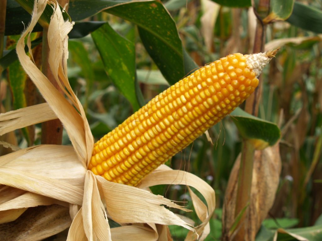 maíz transgénico colombia