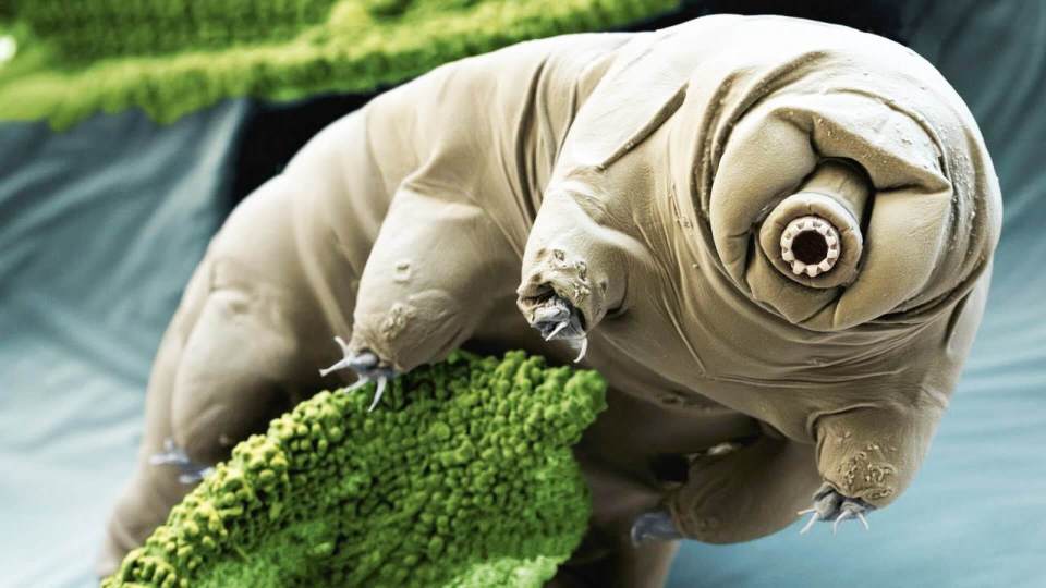 tardigrado sequía