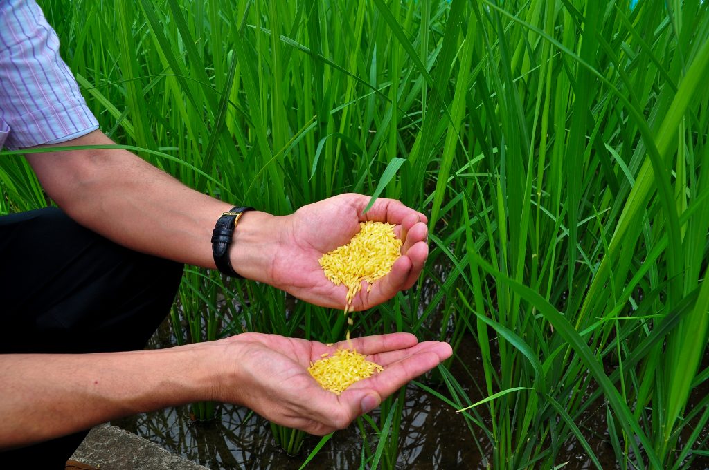 arroz dorado transgénico