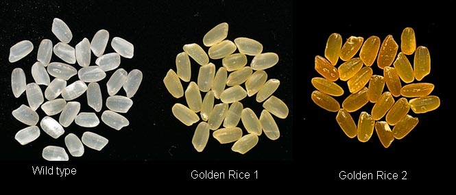 arroz transgénico dorado